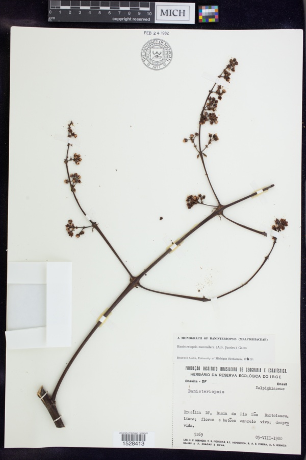Banisteriopsis nummifera image