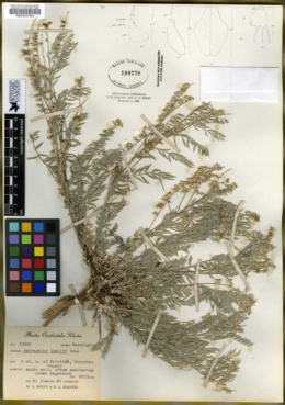 Astragalus lyallii image