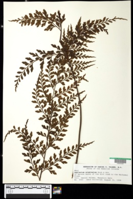 Image of Asplenium acuminatum