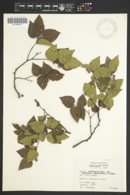 Celtis tenuifolia var. georgiana image