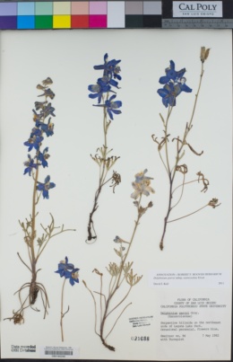 Delphinium parryi subsp. eastwoodiae image