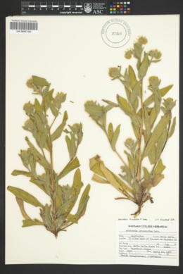 Image of Amsinckia lycopsoides