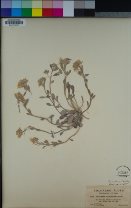 Image of Physaria floribunda