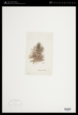 Batrachospermum moniliforme image