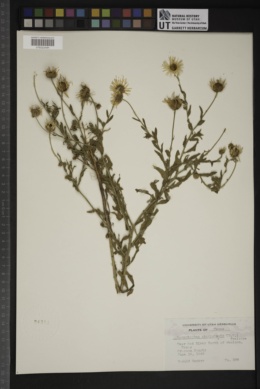 Aphanostephus skirrobasis image