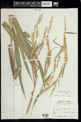 Pennisetum prolificum image