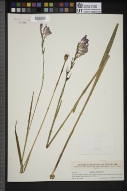 Gladiolus imbricatus image