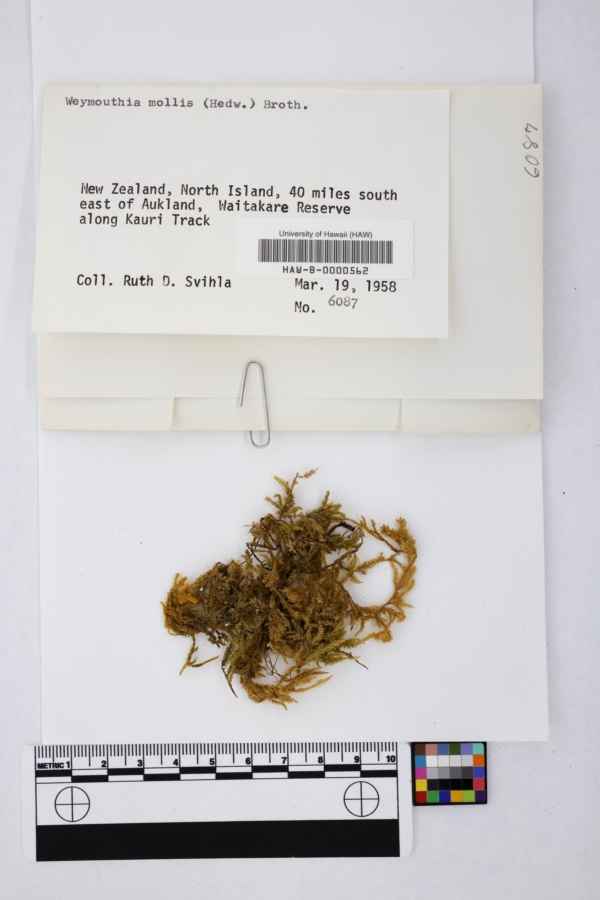 Weymouthia mollis image