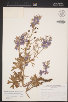 Delphinium variegatum subsp. thornei image