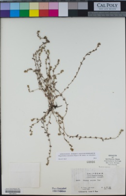 Plagiobothrys reticulatus image