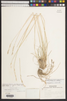 Leymus salina subsp. salmonis image