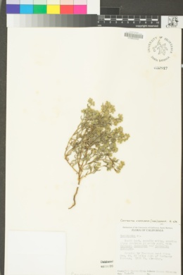 Cryptantha pterocarya image