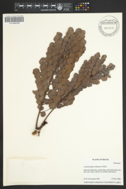 Lonchocarpus violaceus image