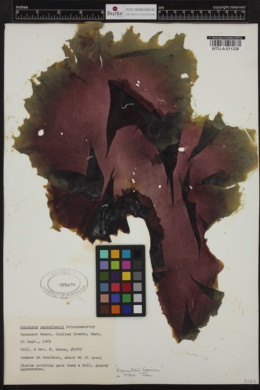 Fuscifolium papenfussii image
