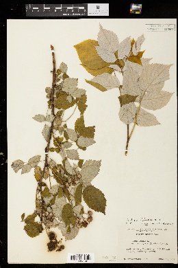 Image of Rubus idaeus