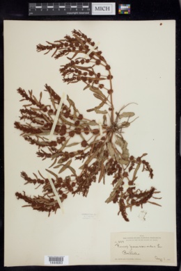 Rumex persicarioides image