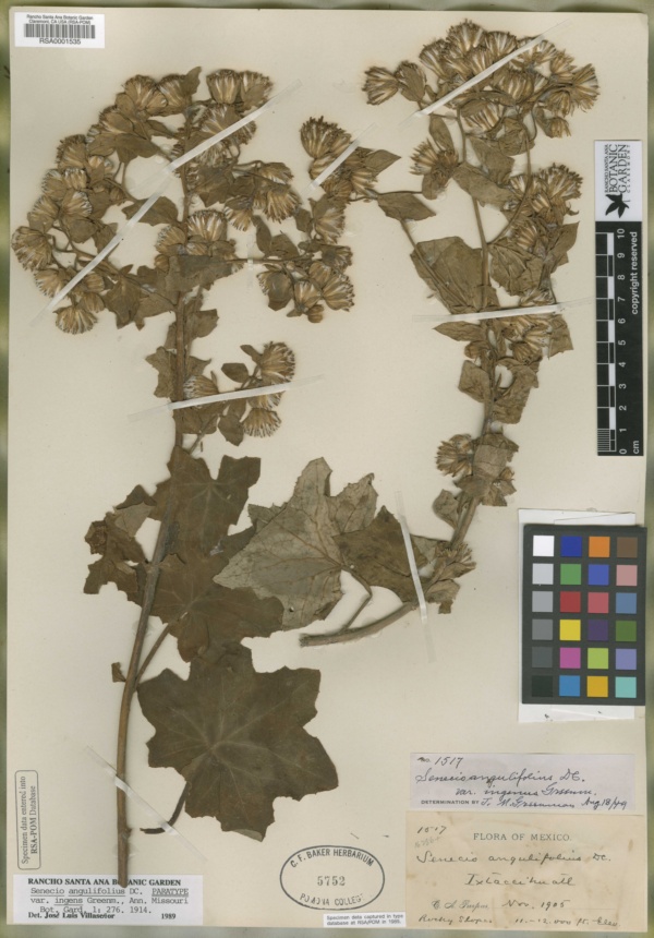 Roldana angulifolia image