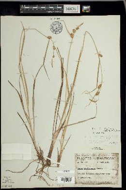Carex viridula subsp. brachyrrhyncha image