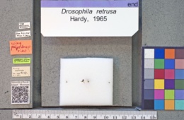Drosophila retrusa image