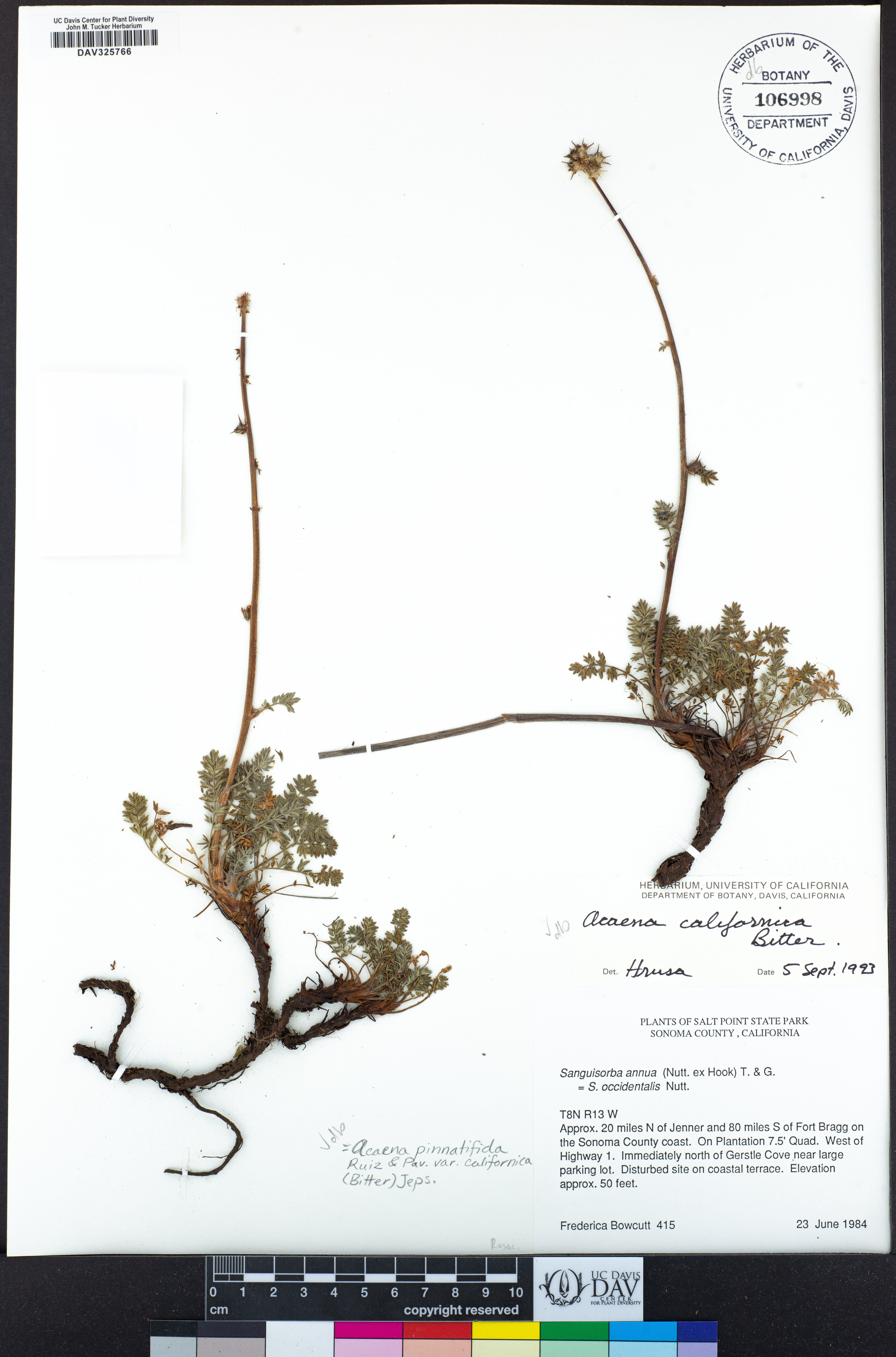 Acaena pinnatifida var. californica image