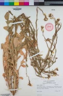 Eruca vesicaria subsp. sativa image