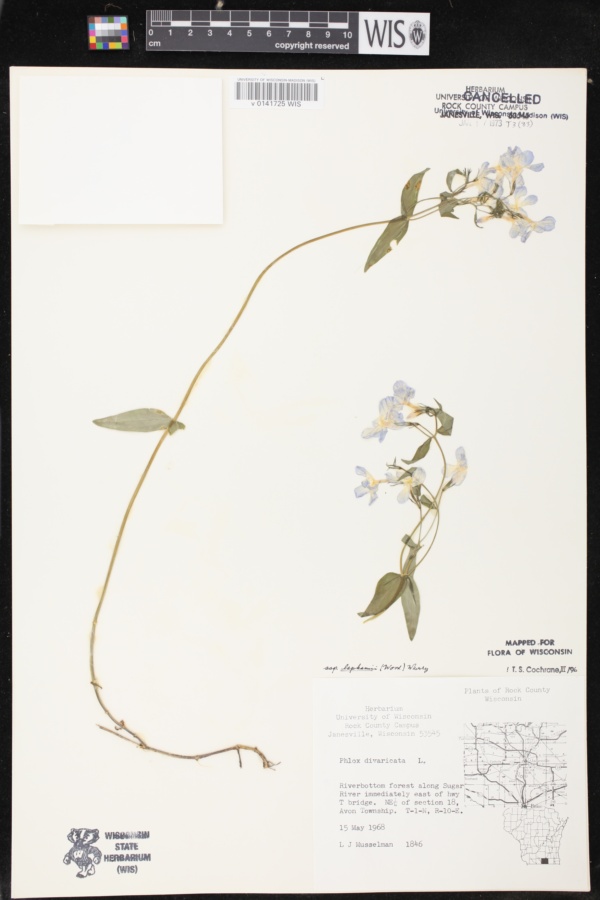 Phlox divaricata subsp. laphamii image