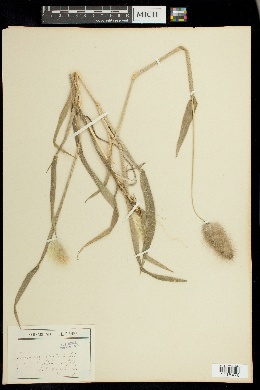 Lagurus ovatus image