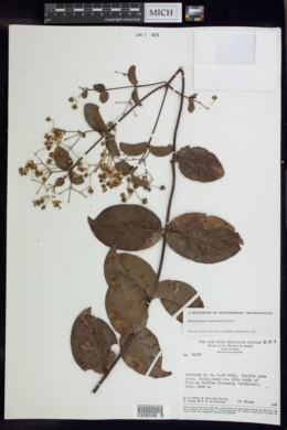 Banisteriopsis hatschbachii image