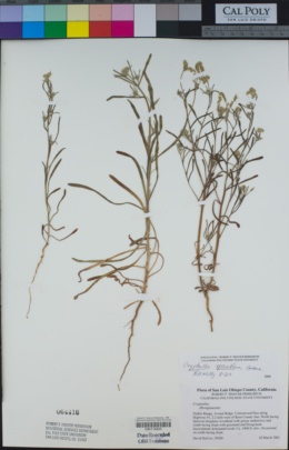 Image of Cryptantha sparsiflora