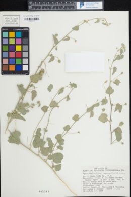 Abutilon incanum subsp. incanum image