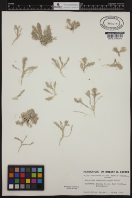 Corallina vancouveriensis image
