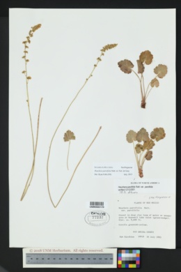 Heuchera parvifolia var. parvifolia image