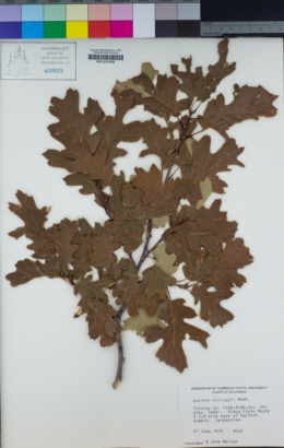 Quercus kelloggii image