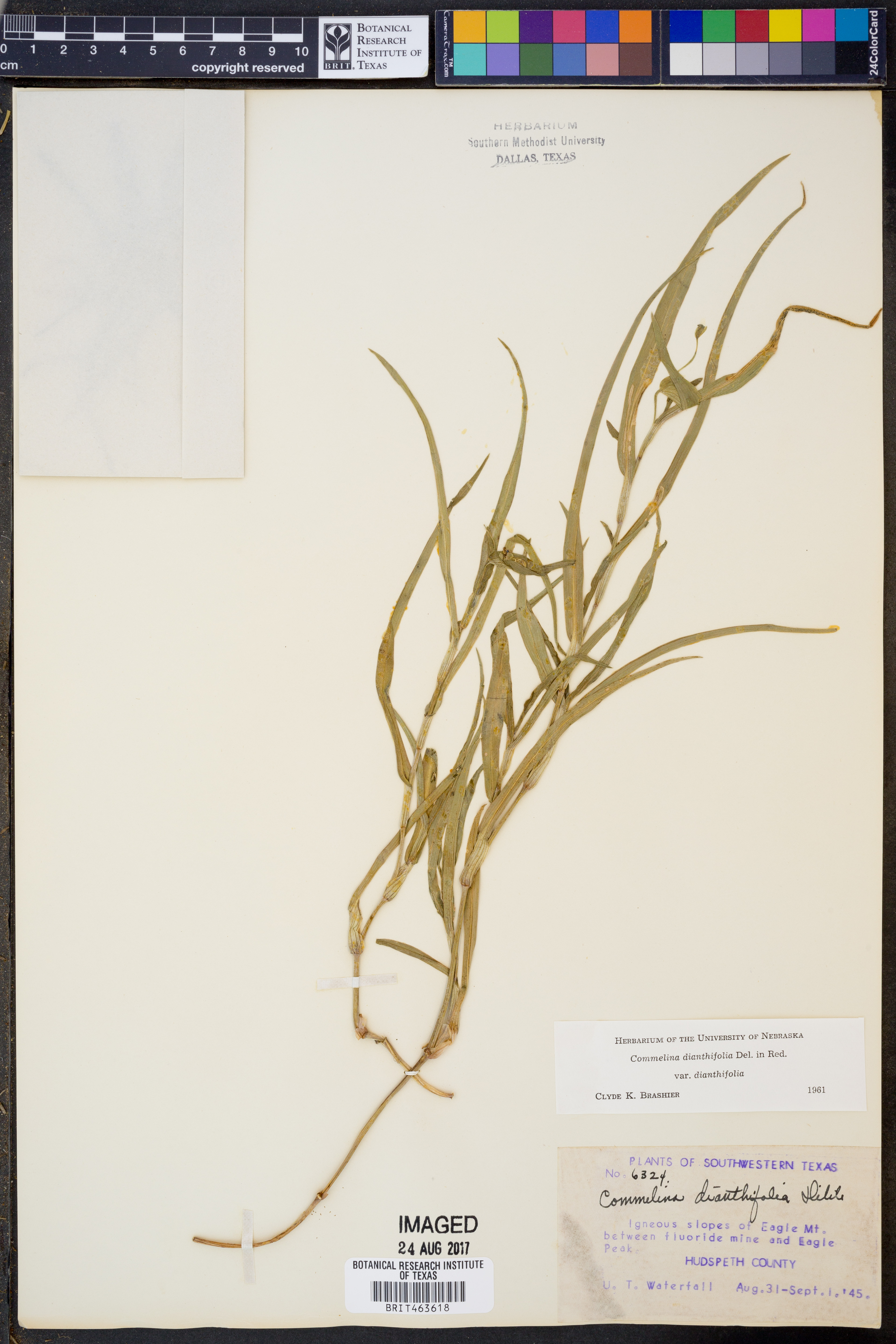 Commelina dianthifolia var. dianthifolia image