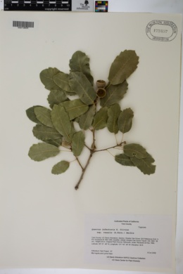 Quercus infectoria image