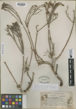 Eriogonum campanulatum subsp. leptothecum image