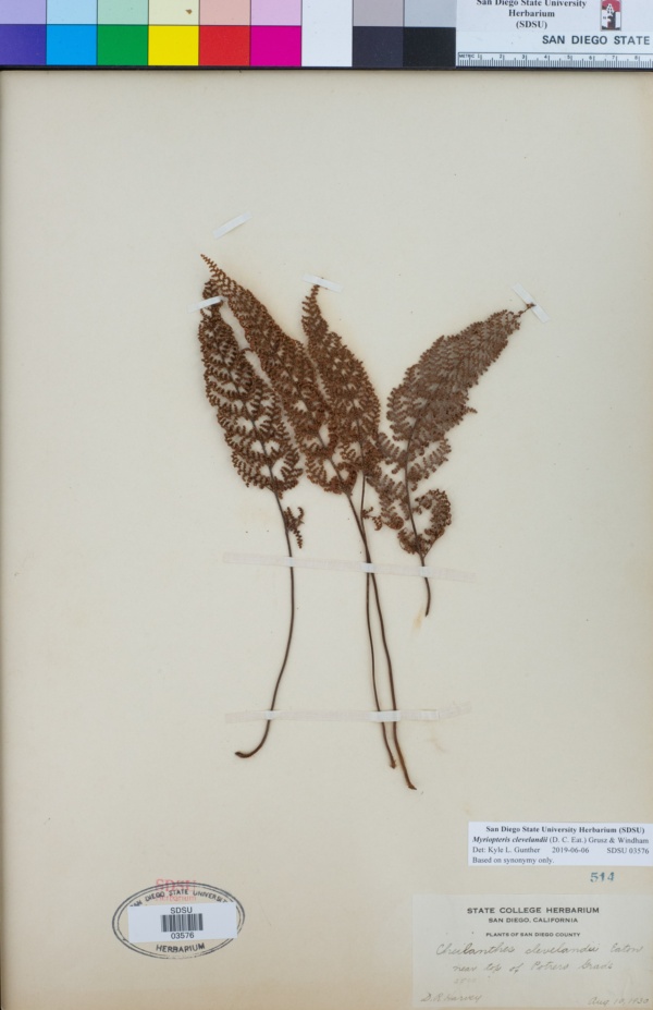 Myriopteris clevelandii image