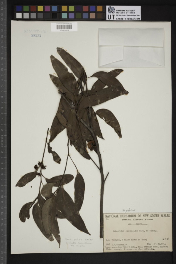 Eucalyptus eugenioides image