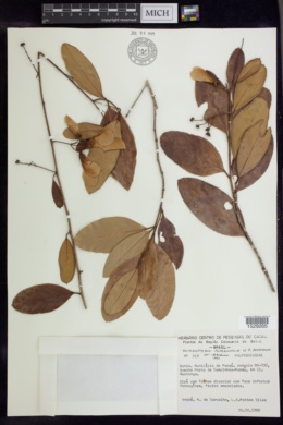 Heteropterys alternifolia image