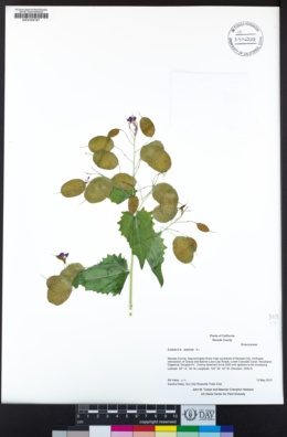 Lunaria annua image