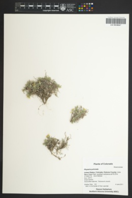 Physaria pulvinata image