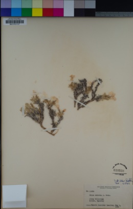 Phlox alyssifolia subsp. alyssifolia image