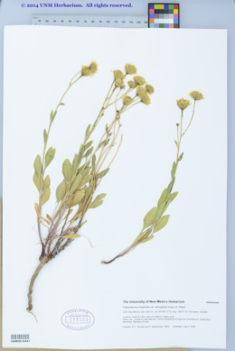 Platyschkuhria integrifolia var. oblongifolia image
