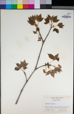 Image of Staphylea trifolia