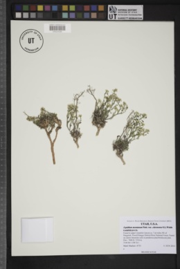 Lepidium montanum var. claronense image