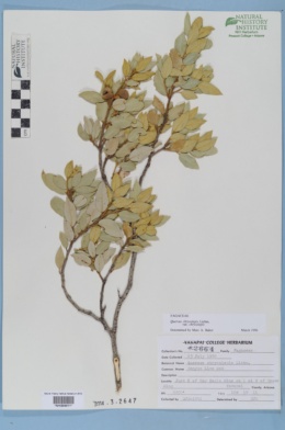 Quercus chrysolepis var. chrysolepis image