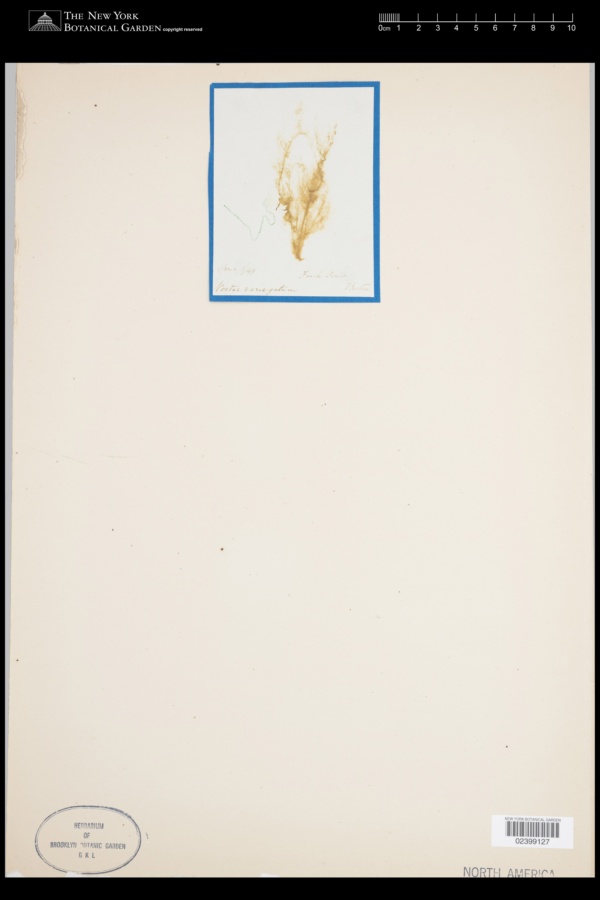 Nostoc variegatum image