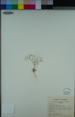 Eriogonum reniforme image