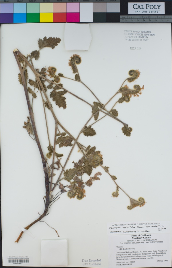 Phacelia malvifolia var. malvifolia image