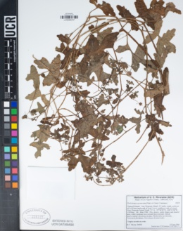 Pholistoma racemosum image